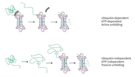 Biomolecules Free Full Text The 26s Proteasome Switches Between Atp