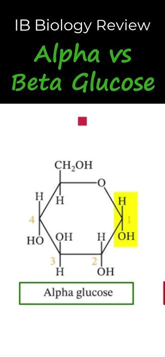 IB Biology Review - Alpha vs Beta Glucose - YouTube