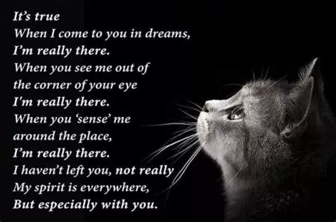 Cat Loss Quotes, Pet Loss Poem, I Miss My Cat, Cat Love, Baby Cats, Cats And Kittens, Cute Cats ...