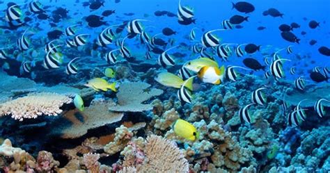 Where Do Plants And Animals Live?: What is an ocean habitat?