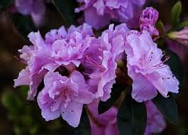 How to Grow and Take Care of Azaleas and Rhododendrons