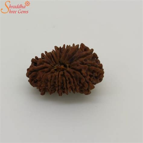 Natural And Certified Mukhi Face Loose Rudraksha Origin Of Nepal