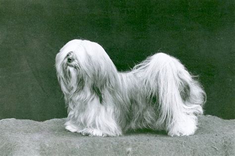 Lhasa Apso History: Tiny Tibetan Watchdogs – American Kennel Club