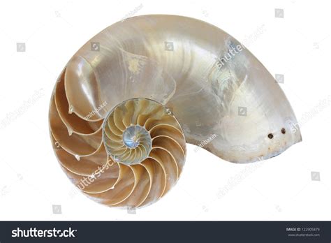 Pearly Nautilus Stock Photo 122905879 | Shutterstock