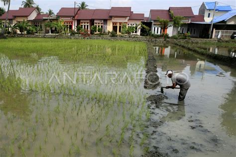 Alih Fungsi Lahan Pertanian Antara Foto