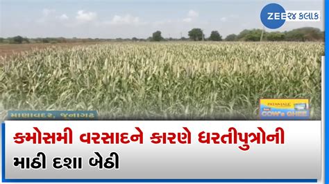 Junagadh Farmers Face Huge Crop Loss Due To Unseasonal Rainfall In The Region Zee News Youtube