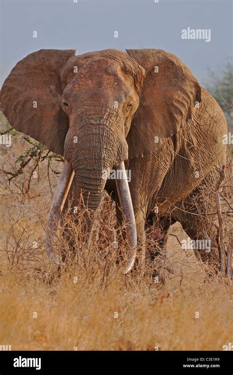 Tsavo East National Park Hi Res Stock Photography And Images Alamy