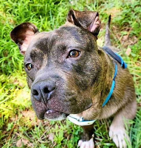 Dogs and Puppies – Humane Society of Wicomico County