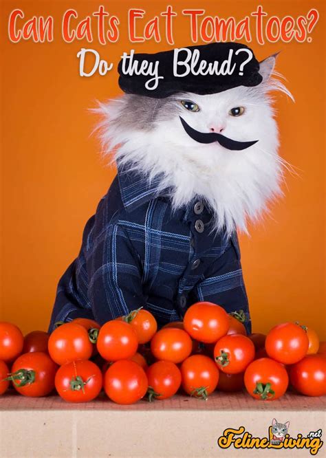 Can Cats Eat Tomatoes 3 Products To Avoid