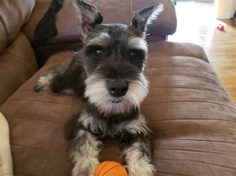 Miniature Schnauzer Puppies For Sale Waldwick Nj 317870