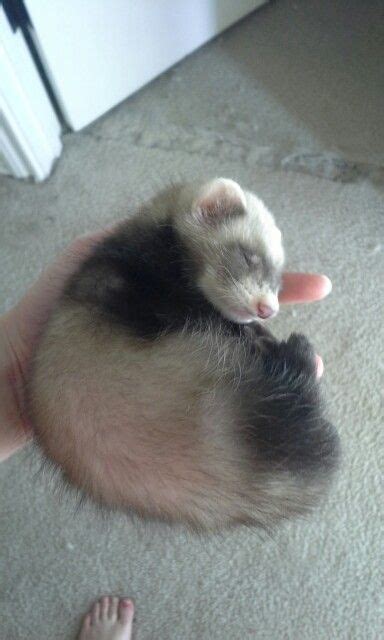 Pin On Hurones Baby Ferrets Ferret Cute Ferrets