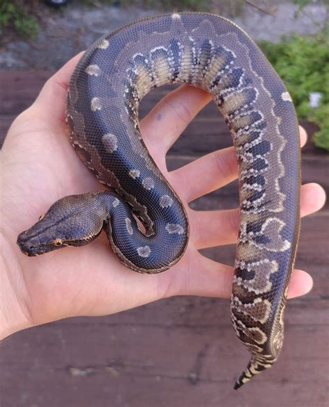 Blood Python Herps And Reptiles Amino