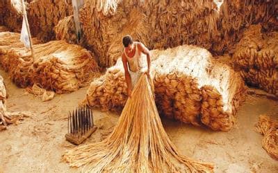 Jute Golden Fiber Of Bangladesh Assignment Point