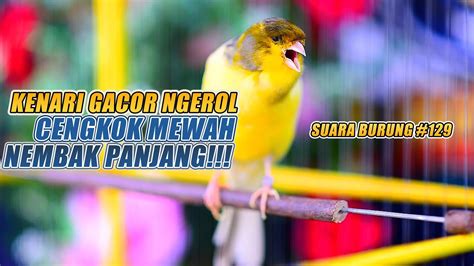 SUARA BURUNG 129 Kenari GACOR PANJANG INI Cocok Untuk Masteran KENARI