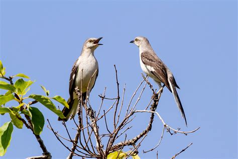 How Mockingbirds Compose Songs Just Like Beethoven | WIRED