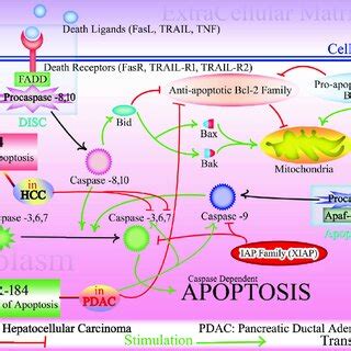 Mir And Gastrointestinal Cancers In Colorectal Cancer Mir Can