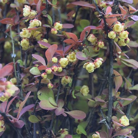 Berberis Thunbergii Orange Rocket Find Haveplanter