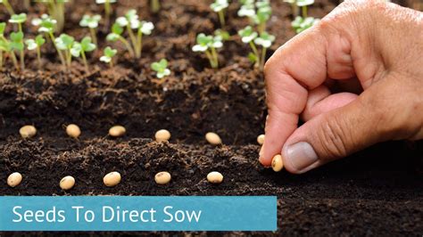 Seeds To Direct Sow YouTube