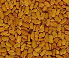 Organic Fenugreek Seeds Shelf Life 1year At Best Price In Hyderabad