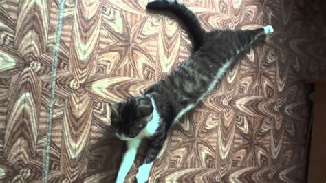 Кошка рассказывает где была - YouTube