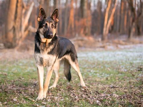 Meilleur Chien De Garde Maison | Ventana Blog