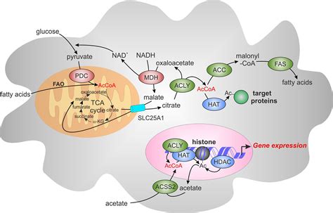 Frontiers Exploring The Role Of Atp Citrate Lyase In The Immune System