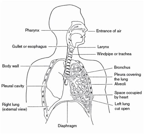 Respiratory System Worksheet For Grade 9