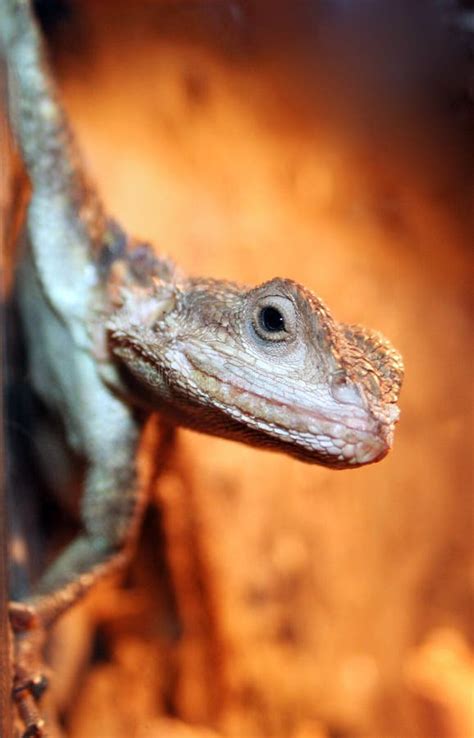 Portrait of Lizard in Vietnamese Jungle Stock Photo - Image of ...