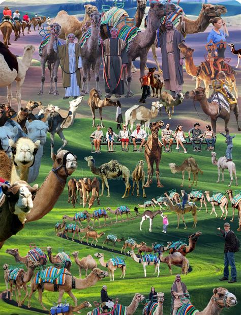 Camel Rides For AZA Zoos and other large attendance destinations