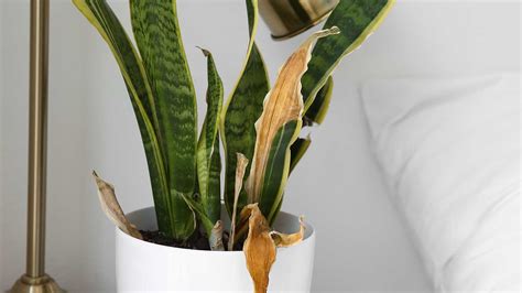 Why Is My Snake Plant Dying Potential Reasons And Solutions Homes