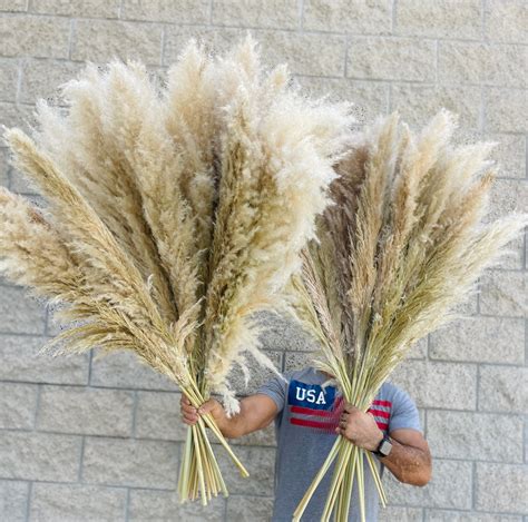 10 Stems Pampas Grass Tall Fluffy Pampas Wedding Arch Etsy In 2022 Pampas Grass Wedding