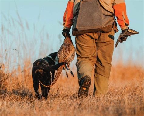 A Guide To Wild Pheasant Hunting In North America Project Upland Magazine