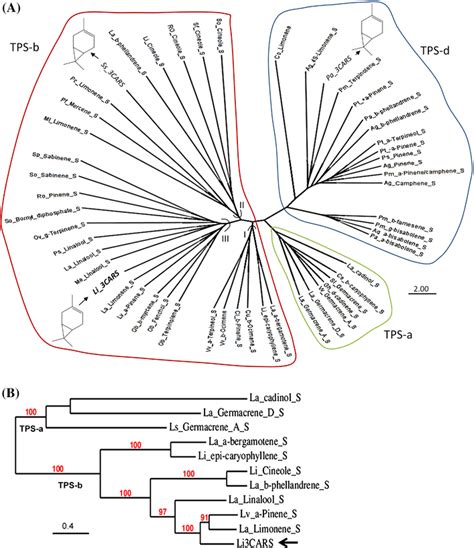 A The Maximum Likelihood Phylogenetic Analysis Of Some Plant