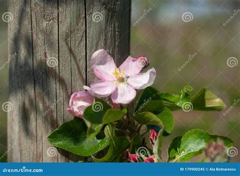 Rbol De Manzanas En Flor En El Cielo Azul D A De Primavera Soleado