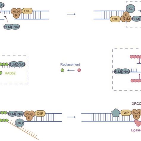 Overview Of Homologous Recombination Schematic Of Dna Double Strand