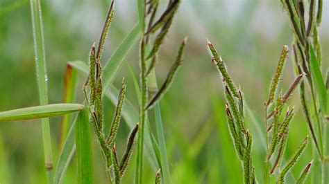 Get Rid Of The Stubborn Dallisgrass In Your Yard With These Tips