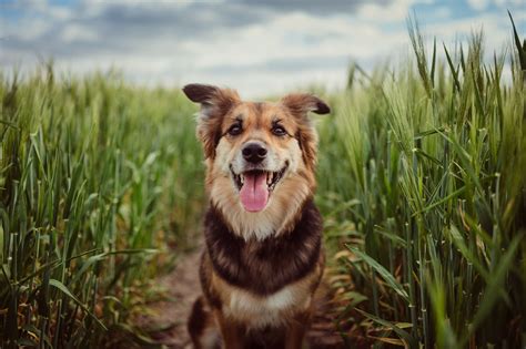 Как собаки видят наш мир: специфика зрения и различия цветов - Purina.ru