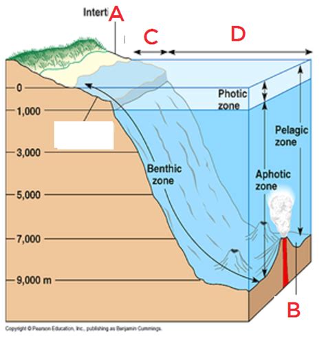 Aquatic Ecosystems And Succession Diagram Quizlet