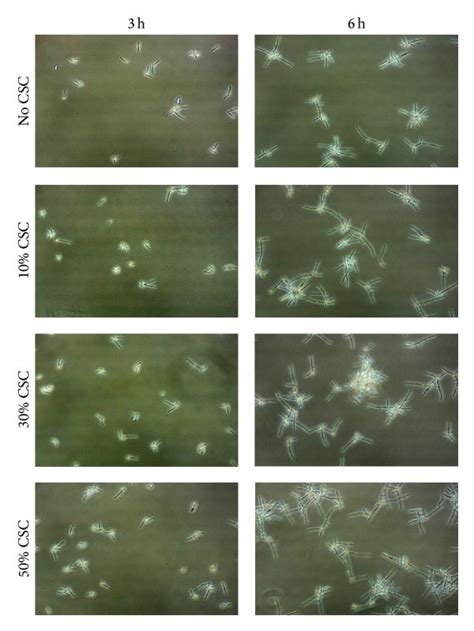 C Albicans Transition From Blastospore To Hyphal Form Following Download Scientific Diagram