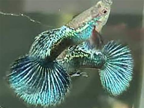 Guppy Green Dragon Discus Rive Sud Poissons Exotiques