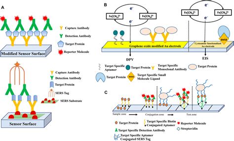 Frontiers Sensing Soluble Immune Checkpoint Molecules And Disease