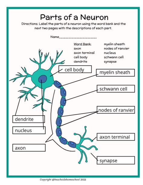 Parts Of A Neuron Labeling Diagram Life Science Worksheets