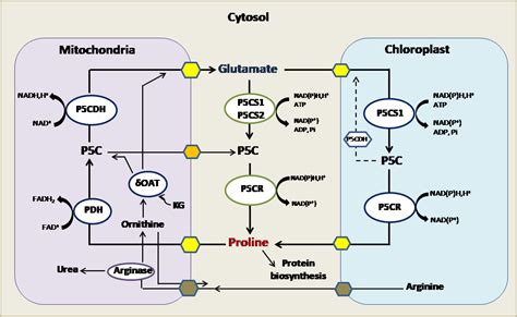 Proline A Peculiar Amino Acid With Astucious Functions In Development