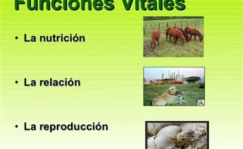 Las Funciones Vitales De Los Seres Vivos Relacion Nutricion Y