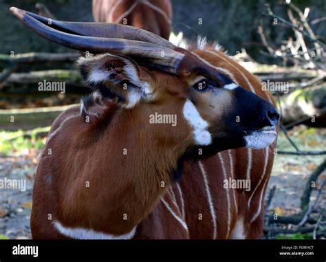 Male East African Bongo Antelope Tragelaphus Eurycerus Closeup Of The