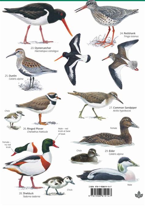 Summer Coastal Birds Guide Field Studies Council