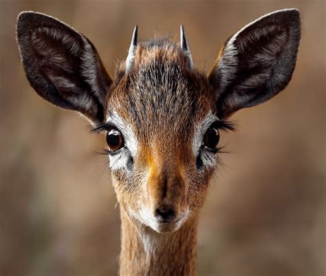 Free Photo Close Up Portrait Of A Antelope Animal Antelope Close