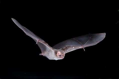 Mexico, Hairy-legged Vampire Bat Photograph by Barry Mansell - Fine Art ...