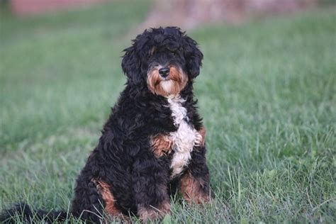 Tiny Bernedoodle Puppies For Sale Micro Bernedoodle Breeder