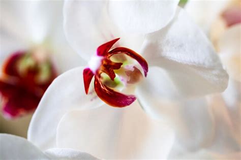 Orcids Images - Free Download on Freepik